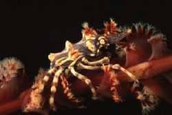 That crab usually stays on black coral... nice to find it... by Pablo Pianta 